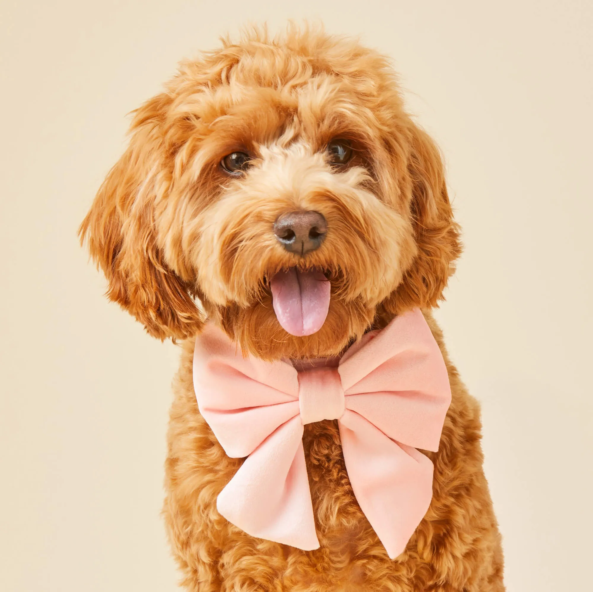 Blush Pink Velvet Lady Bow Collar