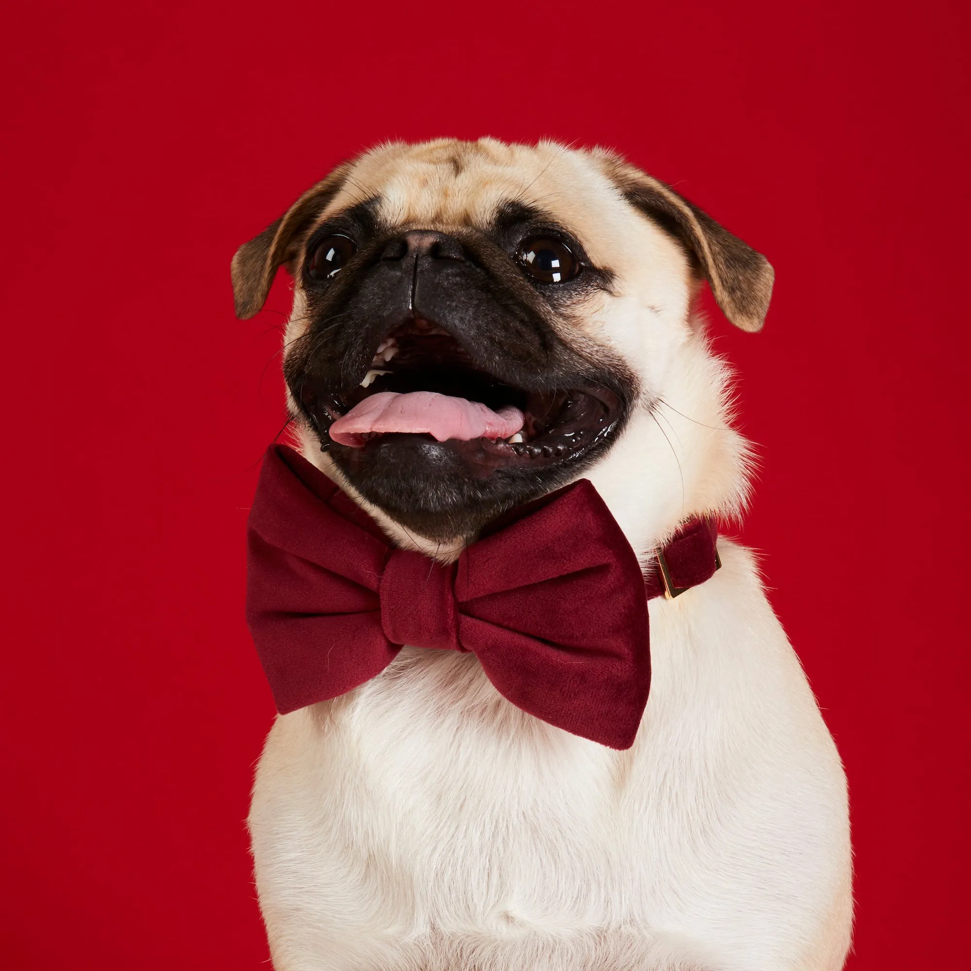 Burgundy Velvet Bow Tie Collar