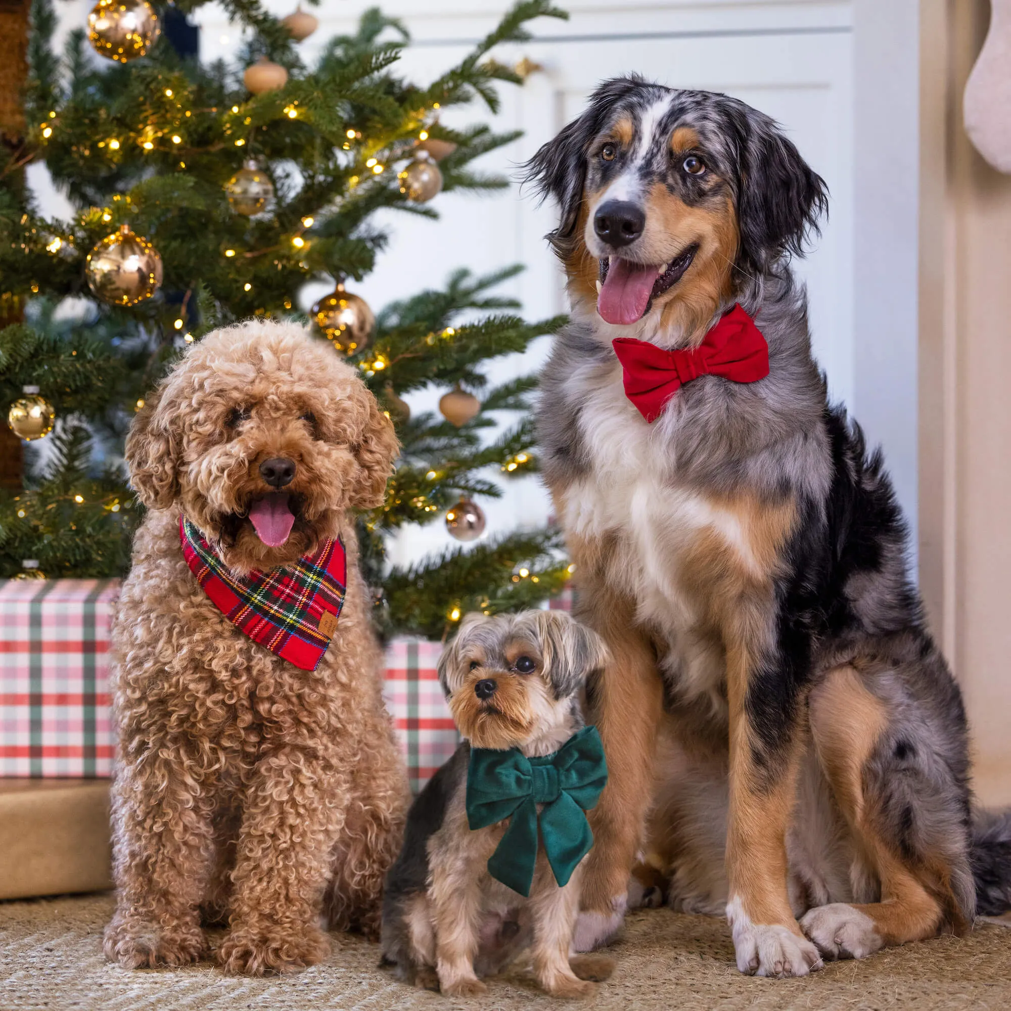 Cranberry Velvet Bow Tie Collar