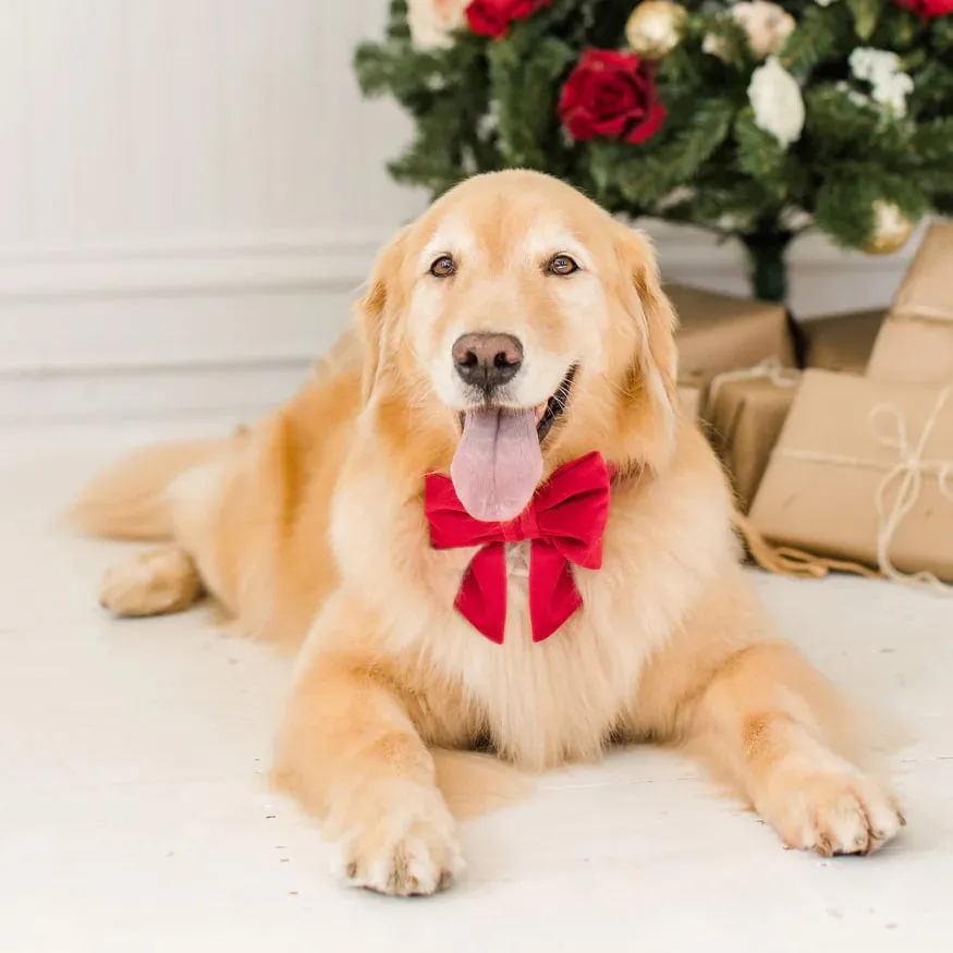 Dog and Cat Lady Bowtie: Cranberry Velvet