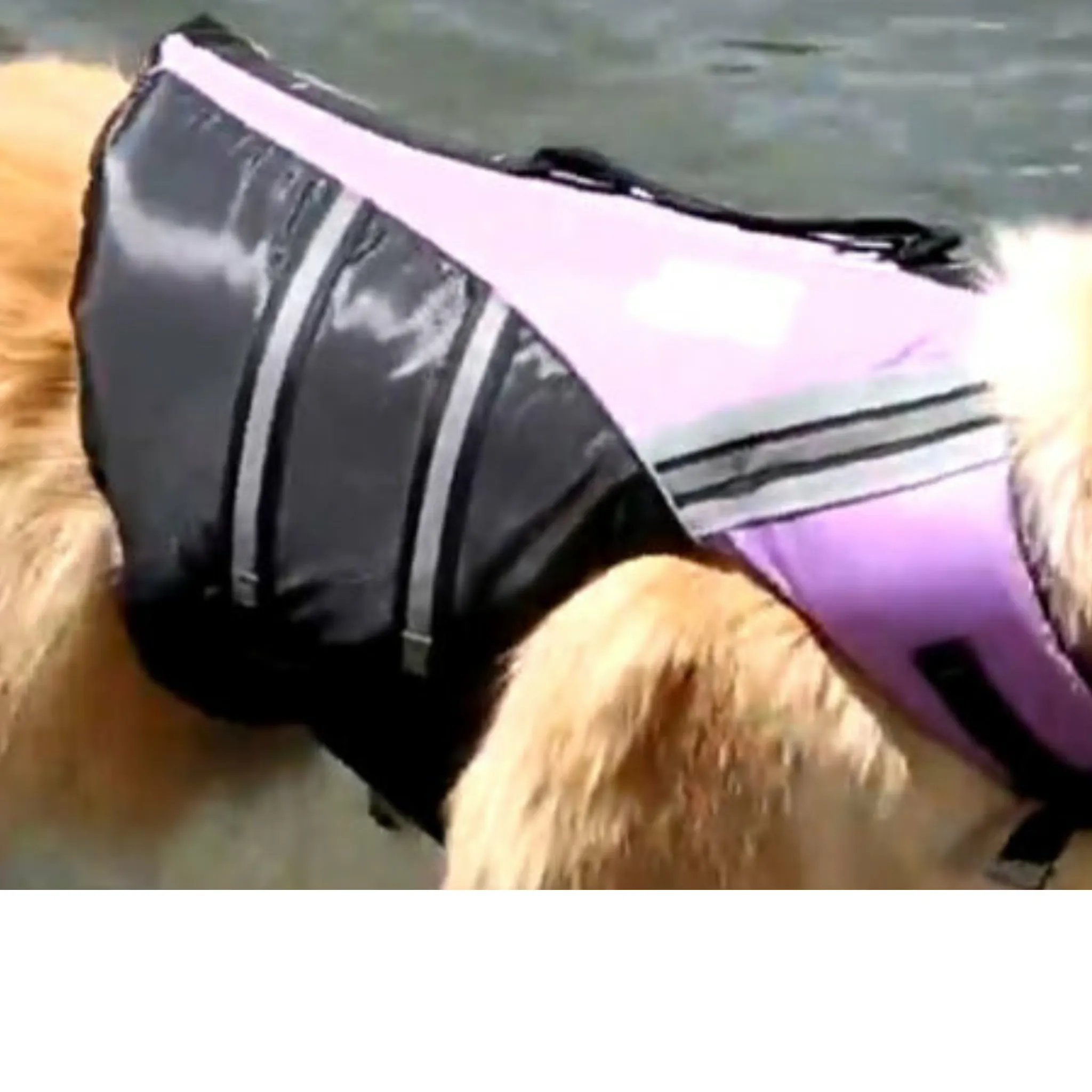 Water Woofer Dog Life Jacket DFD